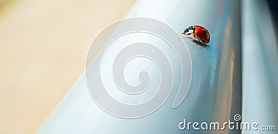 Macro red Ladybug nature blur background. Stock Photo