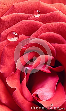 Macro of Red Rose with Dewdrops Stock Photo