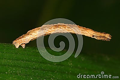 Macro of Riband Wave Moth Larva Stock Photo