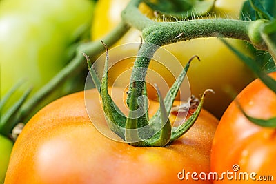 Macro of ripening tomatoes Stock Photo