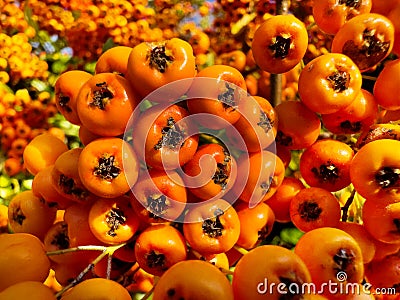 Macro of rowan tree or firethorn orange berries during fall Stock Photo