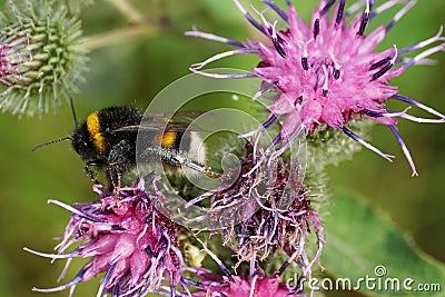 Macro of running Caucasian bumblebee Bombus lucorum on purple bl Stock Photo