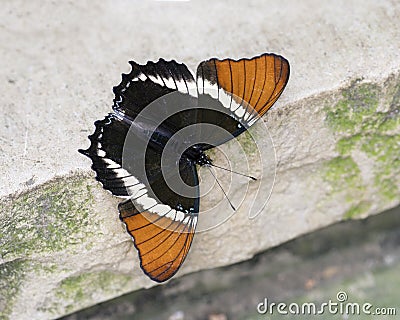 Macro Rusty-Tipped Page Brush-footed Butterfly Stock Photo