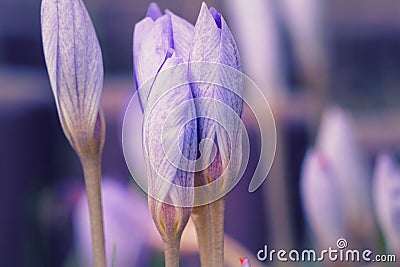 Saffron Flowers Crocus speciosus Stock Photo