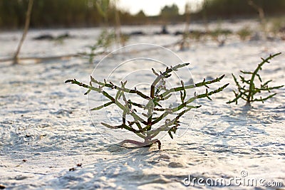 Macro Salicornia europaea, salt steppe plant, common glasswort, halophytic Stock Photo