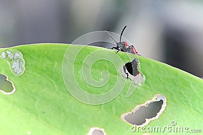 Macro of a scarlet beetle on the edge of a lilly leaf Stock Photo