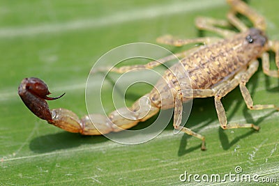 Macro of a scorpion stinger.venomous Lychas mucronatus. Swimming Scorpion, Chinese swimming scorpion or Ornate Bark Scorpion on a Stock Photo