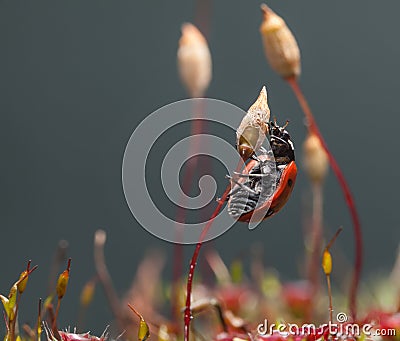 Beetle climbed on moss seta Stock Photo