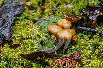 Small caramel mushrooms growing on the forest floor Stock Photo