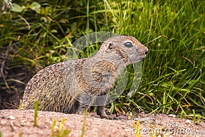 Wild ground squirrel in natural habitats Stock Photo