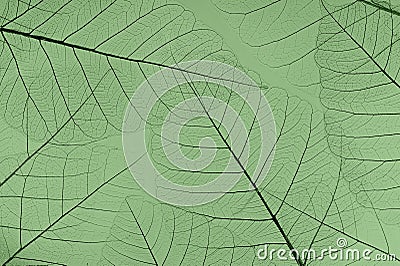 macro shot.abstract leaf transparent.showing leaves detail background.closeup structure plant Stock Photo