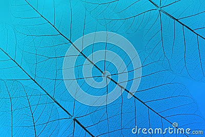 macro shot.abstract leaf transparent.showing leaves detail background.closeup structure plant Stock Photo