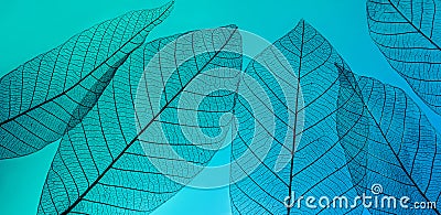 macro shot.abstract leaf transparent.showing leaves detail background.closeup structure plant design Stock Photo