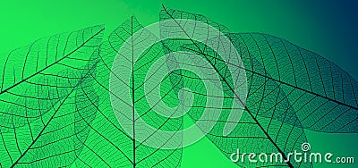 macro shot.abstract leaf transparent.showing leaves detail background.closeup structure plant design Stock Photo