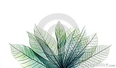 macro shot.abstract leaf transparent.showing leaves detail background.closeup structure plant design Stock Photo