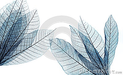 macro shot.abstract leaf transparent.showing leaves detail background.closeup structure plant design Stock Photo