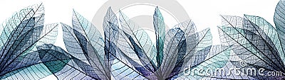 macro shot.abstract leaf transparent.showing leaves detail background.closeup structure plant design Stock Photo