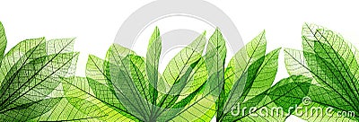 macro shot.abstract leaf transparent.showing leaves detail background.closeup structure plant design Stock Photo