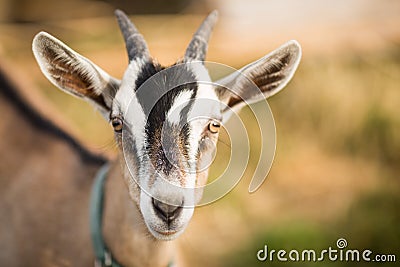 Macro shot of an adorable goat looking into the camera outdoors during daylight Stock Photo