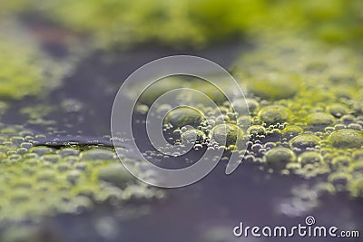 Macro shot of algae in water with droplet from surface level. Science, biology background concept Stock Photo