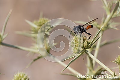 Macro shot of a Ammophila wasp on a green eryngium plant Stock Photo