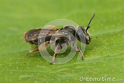 Macro shot of an Andrena wilkella on a leaf Stock Photo