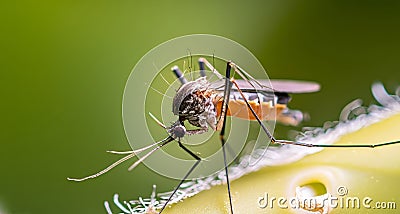 macro shot of an Anopheles mosquito with blurred background Stock Photo