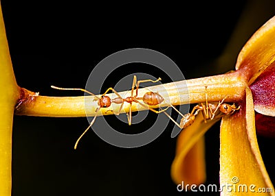 Macro shot of ant walking on a colored orchid flower Stock Photo