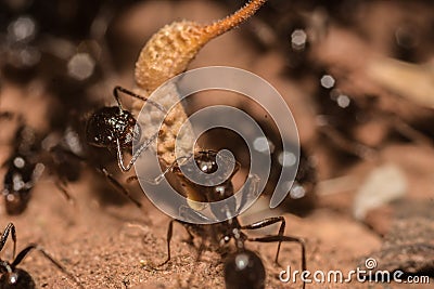 Macro shot of an ants colony Stock Photo