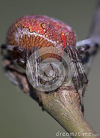 Macro shot of an araneus marmoreus spider on a branch Stock Photo