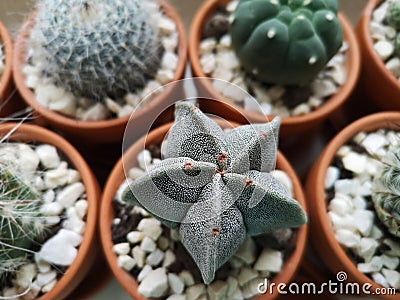 Macro shot of Astrophytum myriostigma cactus Stock Photo