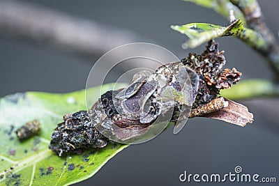 Macro shot of the bagworm moth larvae. Stock Photo