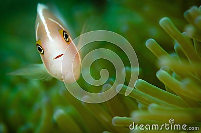 Macro shot of a beautiful clownfish near a green sea anemone Stock Photo