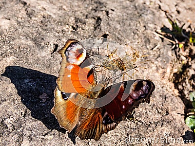 Macro shot of beautiful colourful butterfly - European peacock or peacock butterfly Aglais io on the ground Stock Photo