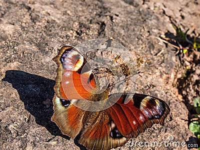 Macro shot of beautiful colourful butterfly - European peacock or peacock butterfly Aglais io on the ground Stock Photo