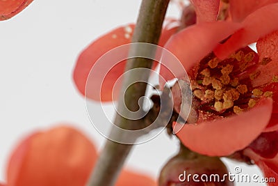 Macro shot of a beautiful flowering quince in spring Stock Photo