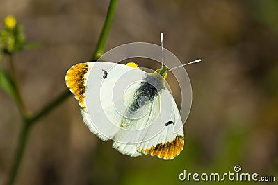 Macro shot of a beautiful genus Pieridae butterfly outdoors during daylight Stock Photo