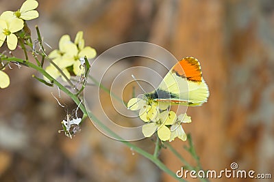 Macro shot of a beautiful genus Pieridae butterfly outdoors during daylight Stock Photo