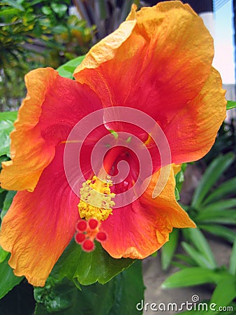 Macro shot of a beautiful orange-red Hawaiian hibiscus Stock Photo