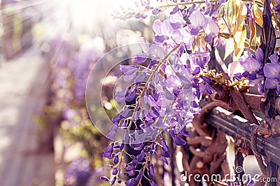 Macro shot of beautiful purple wisteria tree hang over iron fence in spring. Rays of sun go through blossoming wisteria branches. Stock Photo