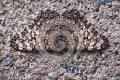 Macro shot of a beautiful Variable Cracker butterfly Stock Photo