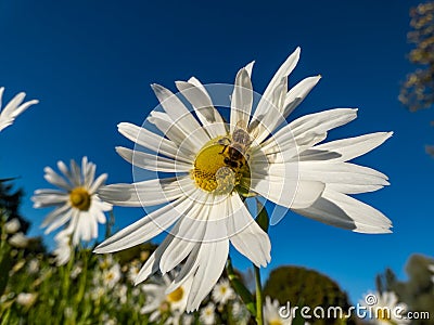 Macro shot of a bee in the middle of a flower of giant or high daisy Leucanthemella serotina with bright blue sky in background Stock Photo