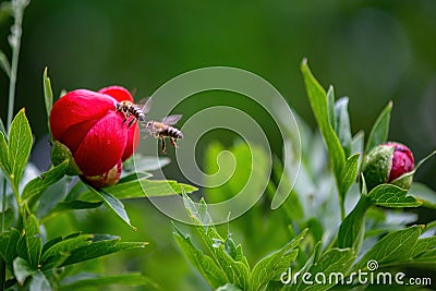 Macro shot of bee polinating paeonia peregrina - Wild plant shot in spring Stock Photo