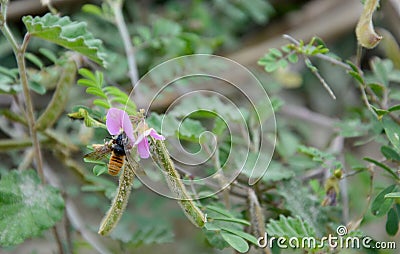 Macro world of a bee Stock Photo