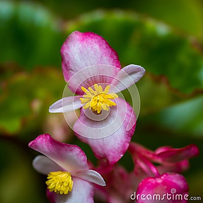 Macro shot of Begonia cucullata also known as Clubbed Begonia Stock Photo