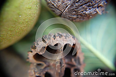 Black Walnut Stock Photo