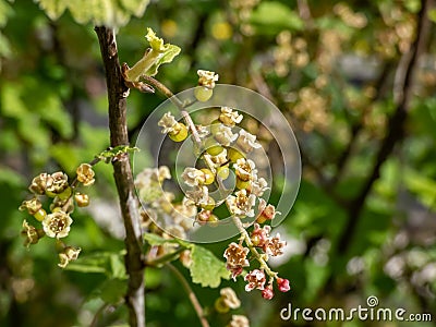 Macro shot of blooming yellow-green flowers of Redcurrants Ribes rubrum and small maturing berries on a branch of a bush. Home Stock Photo