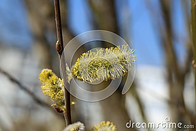Macro shot of blossoming pussy-willow with forest background Stock Photo