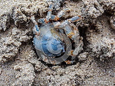 Blue soldier crab Stock Photo