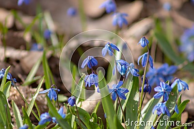 A macro shot of a bluebell bloom Stock Photo